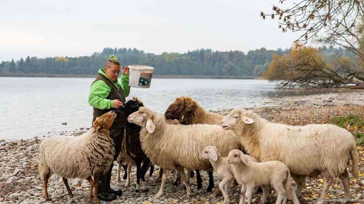 Rührende Familientradition: Die Insel-Schafe vom Chiemsee – diese Herde ist nur per Boot erreichbar