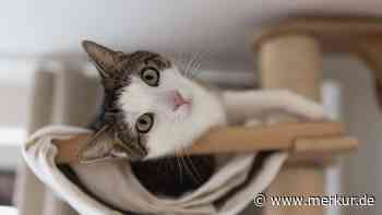 XXL-Catwalk Marke Eigenbau: So habe ich eine Kletterwand für meine Katzen selbst gebaut