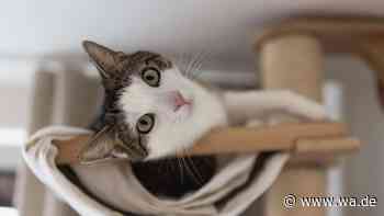 XXL-Catwalk Marke Eigenbau: So habe ich eine Kletterwand für meine Katzen selbst gebaut