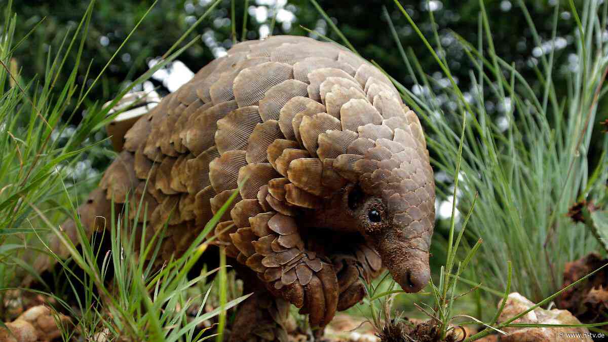 Bestände schrumpfen dramatisch: Ausmaß von globalem Wildtierhandel ist immens