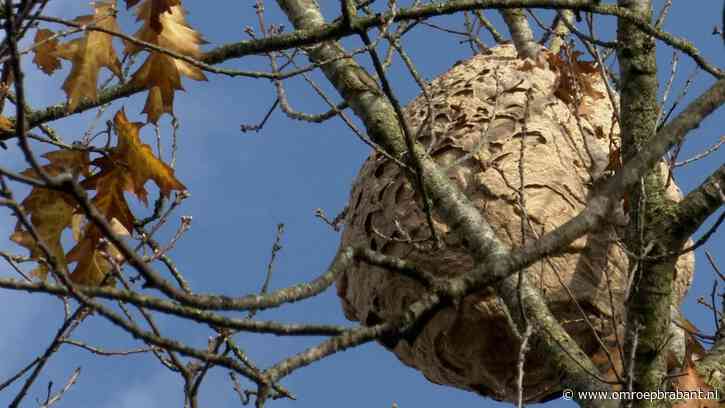 Pas op voor hoornaars: 'Nooit zelf een nest verwijderen'