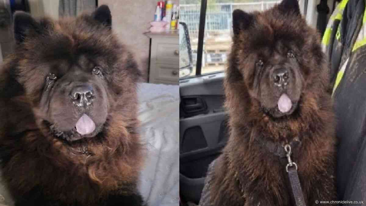 Hebburn family targeted by scammer using suspected AI pictures after their Chow Chow dog disappears