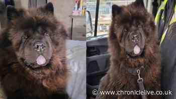 Hebburn family targeted by scammer using suspected AI pictures after their Chow Chow dog disappears