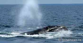 North Atlantic right whale spotted entangled in gear