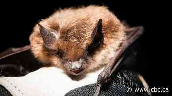Bat boxes were supposed to be a safe haven for bats. So why are they killing them?