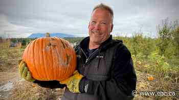 Salmon Arm farmer has bountiful pumpkin crop despite persistent drought